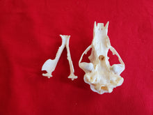 Load image into Gallery viewer, Large Black Bear Skull - BBS1006