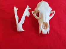 Load image into Gallery viewer, Large Black Bear Skull - BBS1006