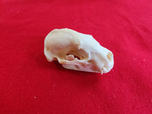 Load image into Gallery viewer, XL Badger Skull - BGS1001