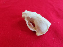 Load image into Gallery viewer, XL Badger Skull - BGS1001