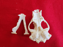 Load image into Gallery viewer, XL Badger Skull - BGS1001