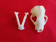 Load image into Gallery viewer, XL Badger Skull - BGS1001