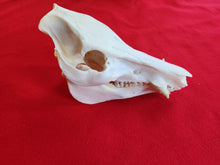 Load image into Gallery viewer, Domestic Pig Skull - DPS1001