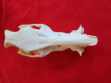 Load image into Gallery viewer, Domestic Pig Skull - DPS1001