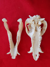 Load image into Gallery viewer, Domestic Pig Skull - DPS1001