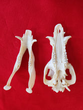 Load image into Gallery viewer, Domestic Pig Skull - DPS1001
