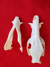 Load image into Gallery viewer, Domestic Pig Skull - DPS1001