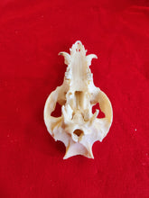 Load image into Gallery viewer, Domestic Pig Skull - DPS1001