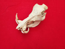 Load image into Gallery viewer, Warthog Skull