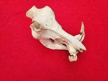 Load image into Gallery viewer, Warthog Skull