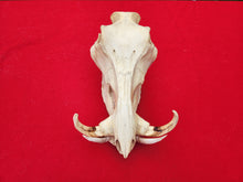 Load image into Gallery viewer, Warthog Skull