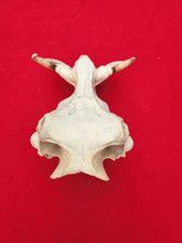 Load image into Gallery viewer, Warthog Skull