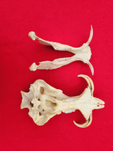 Load image into Gallery viewer, Warthog Skull