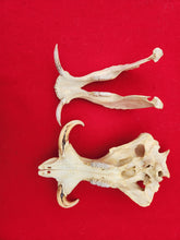 Load image into Gallery viewer, Warthog Skull