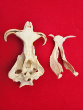 Load image into Gallery viewer, Warthog Skull