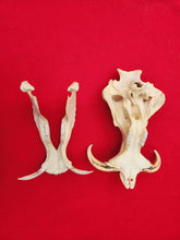 Load image into Gallery viewer, Warthog Skull