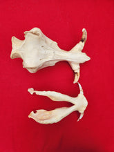 Load image into Gallery viewer, Warthog Skull