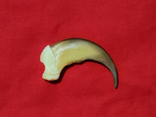 Load image into Gallery viewer, Black Bear Claws - Fronts - Blonde Color