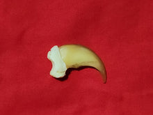 Load image into Gallery viewer, Black Bear Claws - Rears - Blonde Color