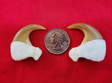 Load image into Gallery viewer, Mountain Lion Claws - Dew Claws
