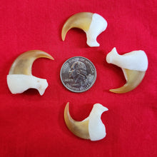 Load image into Gallery viewer, Mountain Lion Claws - Fronts