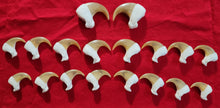 Load image into Gallery viewer, Mountain Lion Claws - Complete Sets