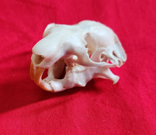 Load image into Gallery viewer, Mountain Beaver Skull
