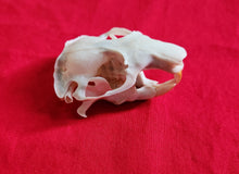 Load image into Gallery viewer, Mountain Beaver Skull