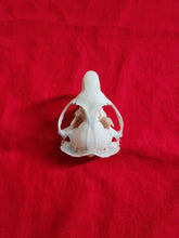 Load image into Gallery viewer, Mountain Beaver Skull