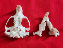 Load image into Gallery viewer, Mountain Beaver Skull