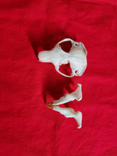 Load image into Gallery viewer, Mountain Beaver Skull