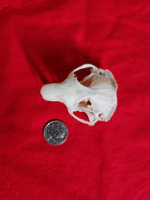 Load image into Gallery viewer, Mountain Beaver Skull