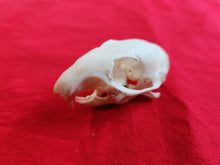 Load image into Gallery viewer, Large Columbian Ground Squirrel Skull CGS1007