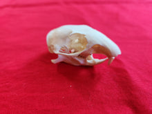 Load image into Gallery viewer, XL Columbian Ground Squirrel Skull CGS1004