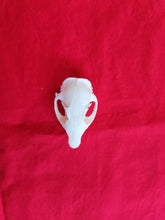 Load image into Gallery viewer, XL Columbian Ground Squirrel Skull CGS1002