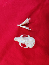 Load image into Gallery viewer, XL Western Red Squirrel Skull RSS1001