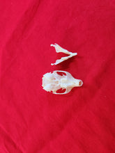 Load image into Gallery viewer, XL Western Red Squirrel Skull RSS1001