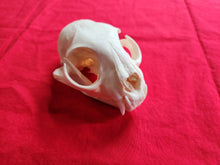 Load image into Gallery viewer, XXXL Bobcat Skull - BCS1003