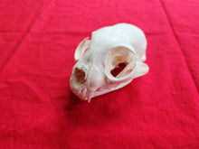 Load image into Gallery viewer, XXXL Bobcat Skull - BCS1003