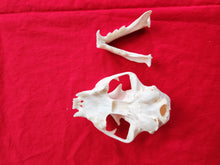 Load image into Gallery viewer, XXXL Bobcat Skull - BCS1003