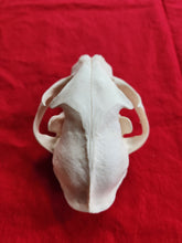 Load image into Gallery viewer, XXXXL Bobcat Skull - BCS1002