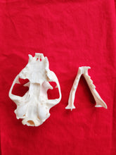 Load image into Gallery viewer, XXXXL Bobcat Skull - BCS1002