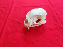 Load image into Gallery viewer, XXXL Bobcat Skull - BCS1001
