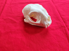 Load image into Gallery viewer, XXXL Bobcat Skull - BCS1001