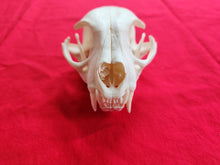 Load image into Gallery viewer, XXXL Bobcat Skull - BCS1001