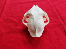 Load image into Gallery viewer, XXXL Bobcat Skull - BCS1001
