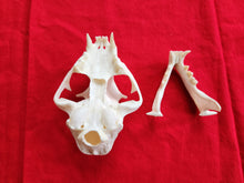 Load image into Gallery viewer, XXXL Bobcat Skull - BCS1001