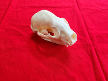 Load image into Gallery viewer, XL Badger Skull - BGS1004