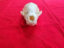 Load image into Gallery viewer, XL Badger Skull - BGS1004