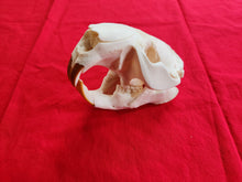 Load image into Gallery viewer, XXXXL Beaver Skull - BVS1001